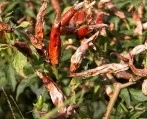 Anthracnose