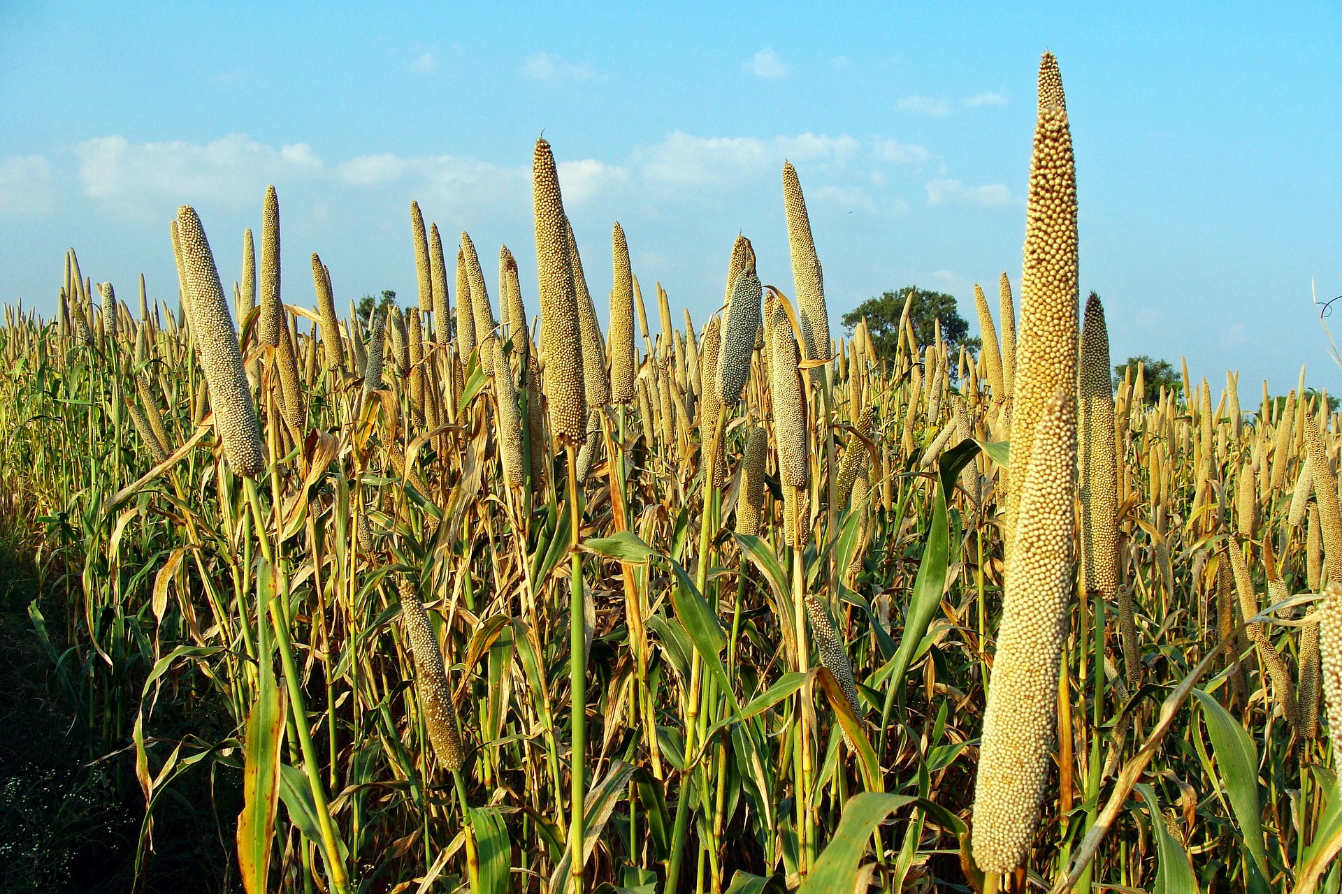 Pearl Millet