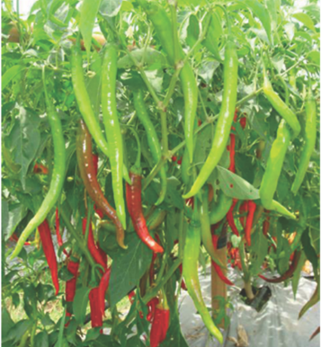 Siam Hot Chili
