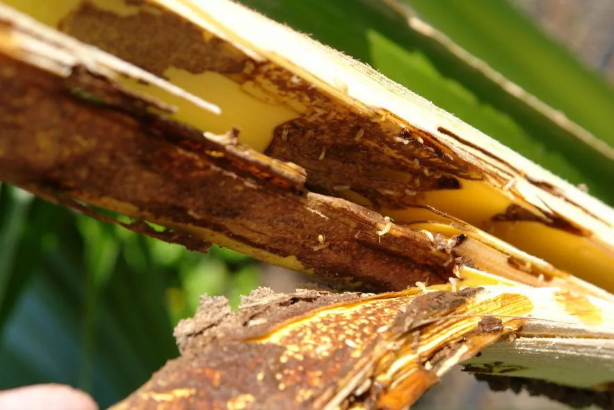 Termites in sugarcane