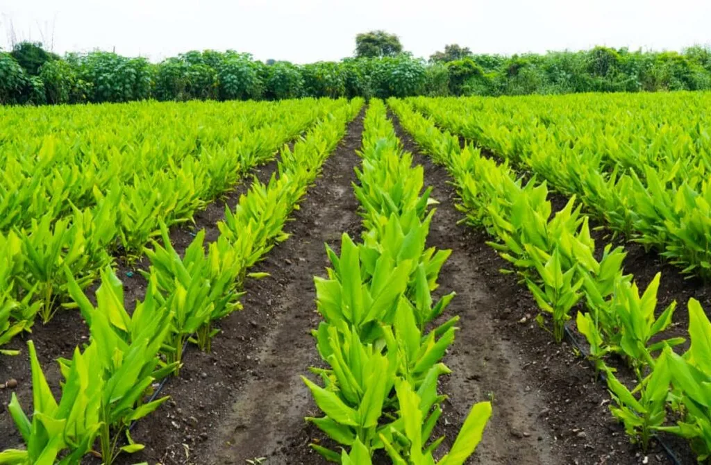 Turmeric