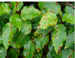Angular Leaf Blight