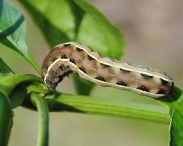 Army Worm