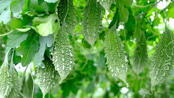 Bitter Gourd
