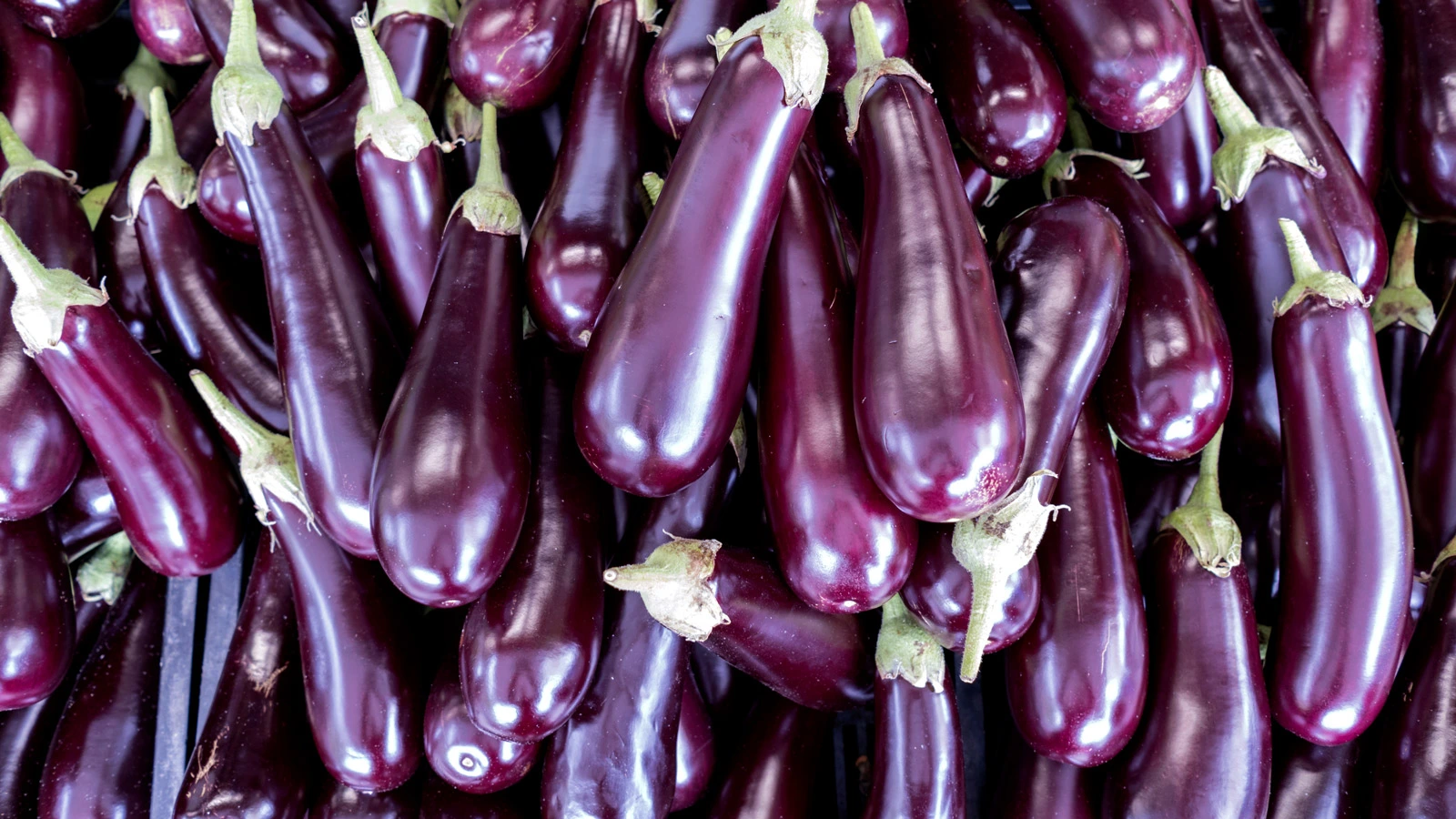 Brinjal