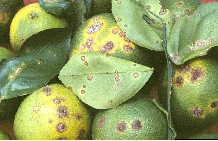 Citrus Canker