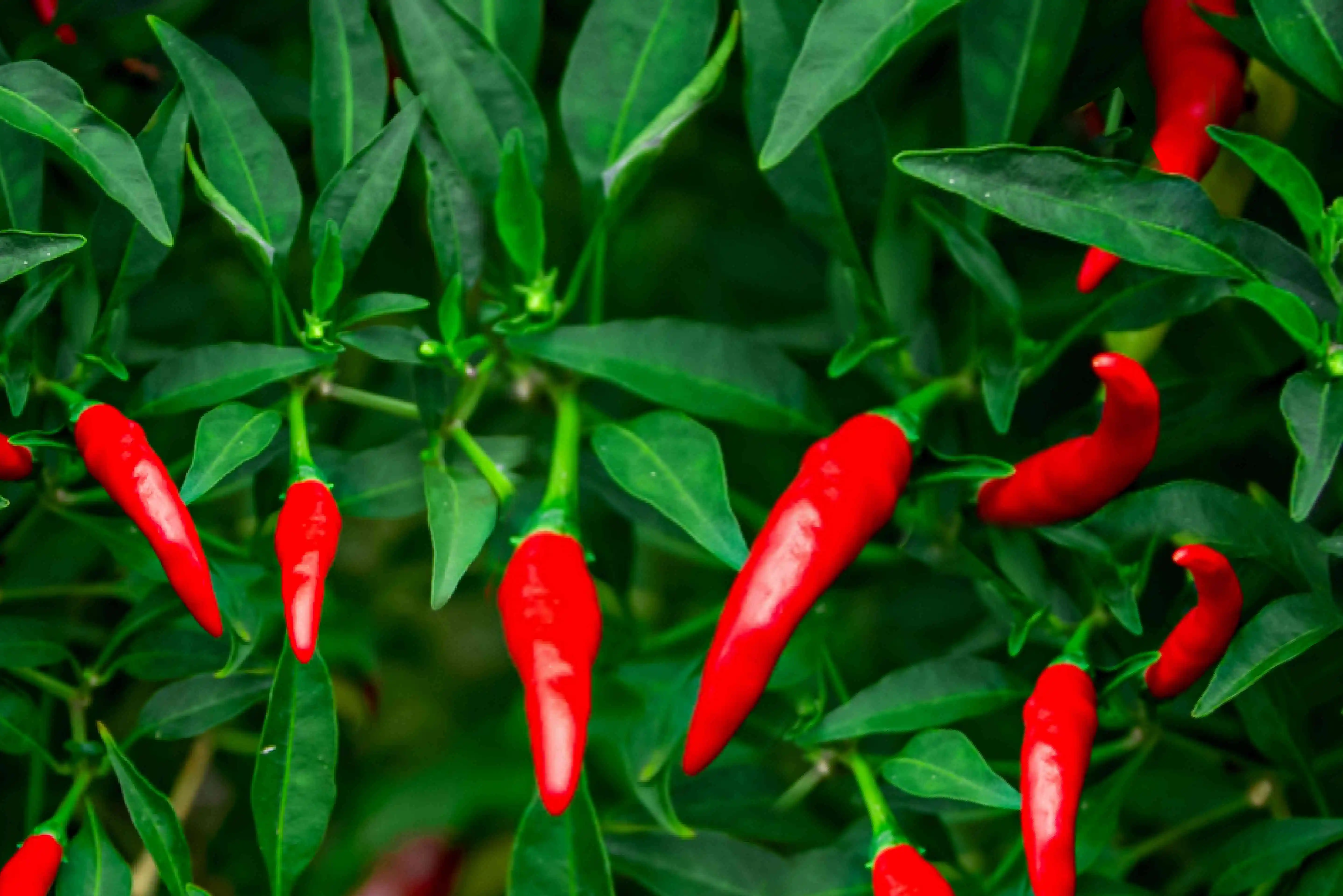 Chillies