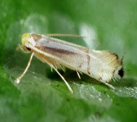 Leaf miner