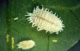 Mealy bug