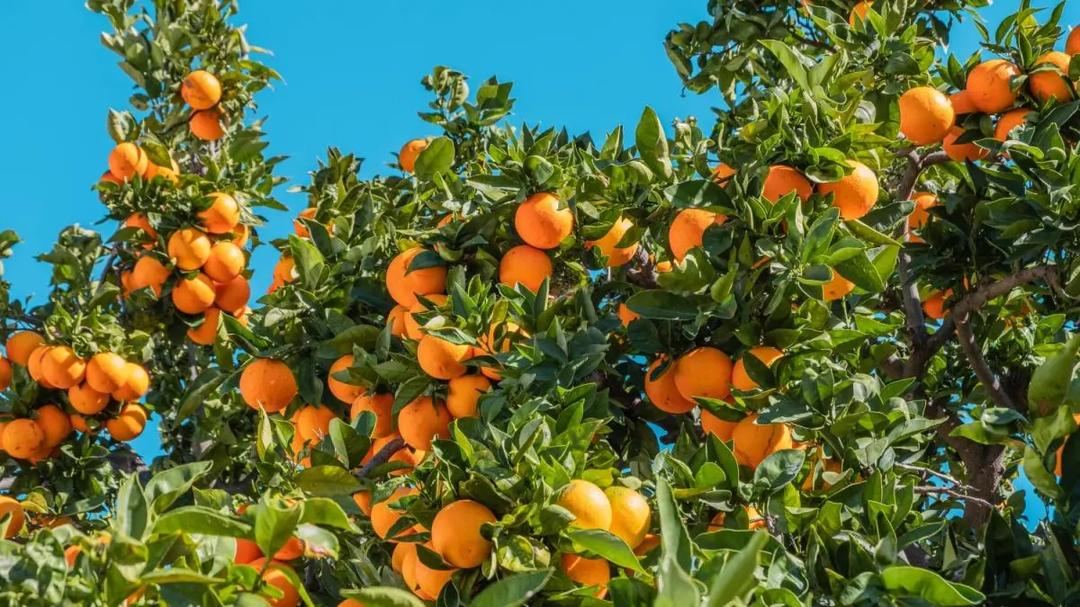 Citrus