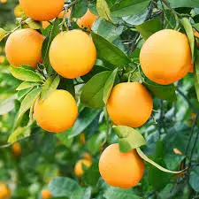 Citrus