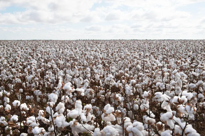 Cotton