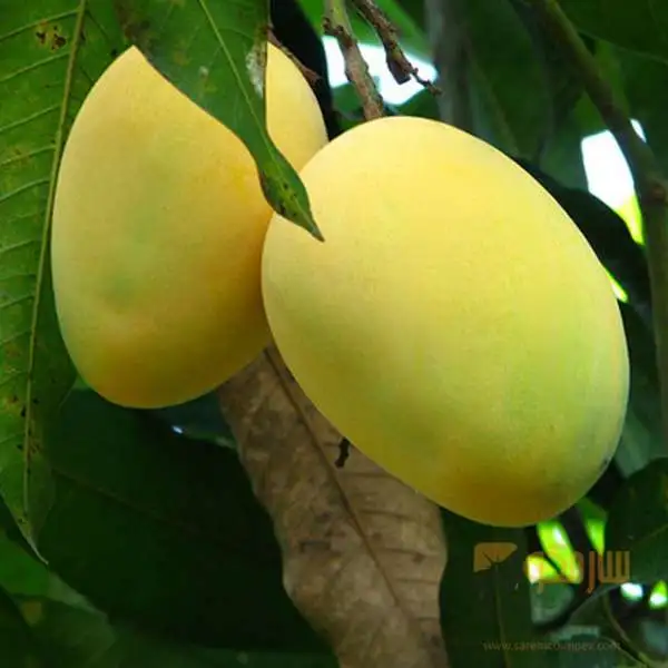 Fajri Mango
