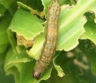 Fall Army Worm