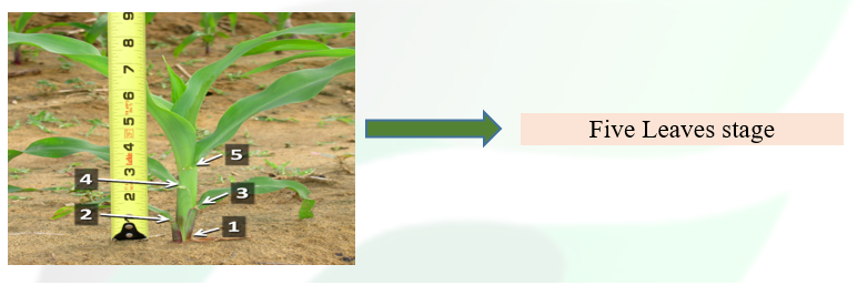 Fertilizer for Maize