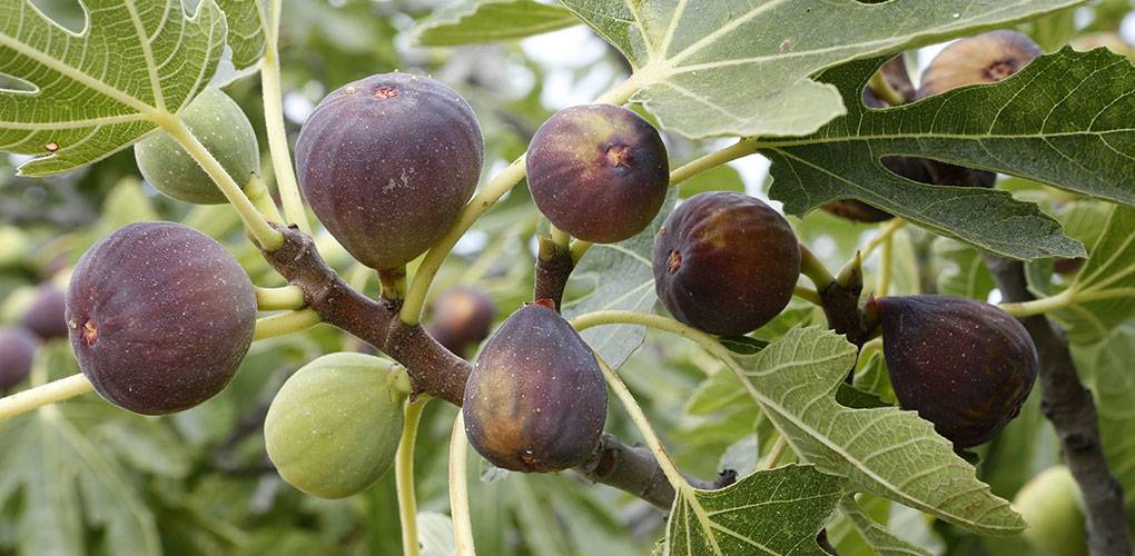 Fig