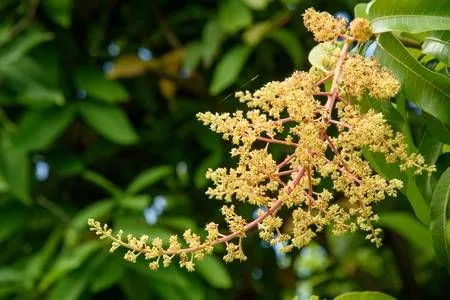 Flowering and Fruit Development