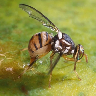 Fruit fly
