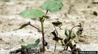 Fusarium wilt