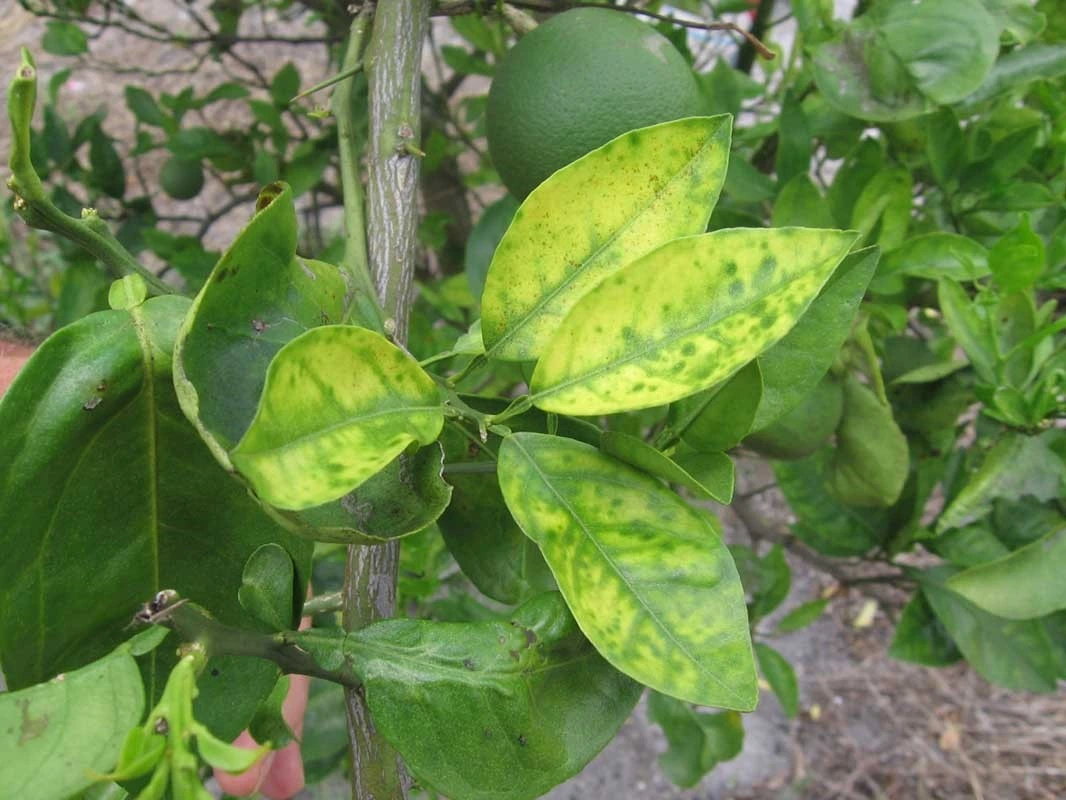 Citrus Greening