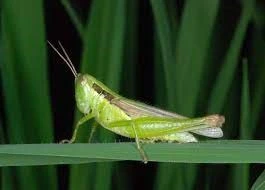 Grass Hopper
