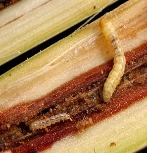 Initial stem borer in sugarcane