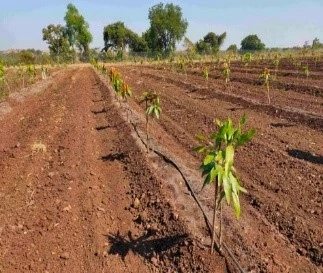 Land Preparation
