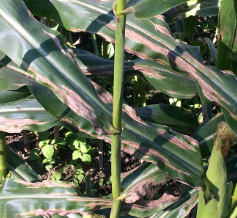 Leaf Blight of Maize