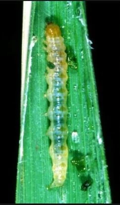 Rice Leaf-folder