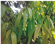 Leaf Minor