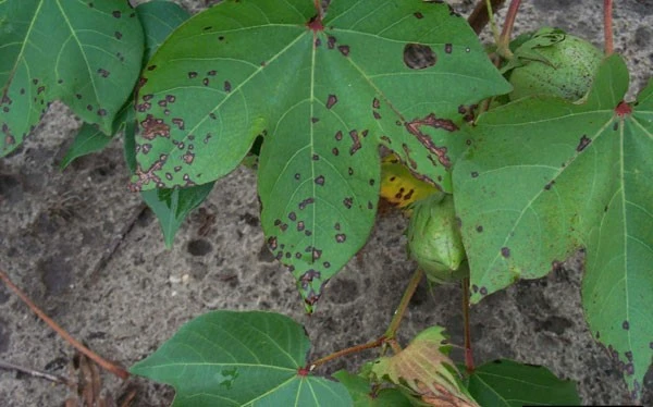 Alternaria Leaf spot