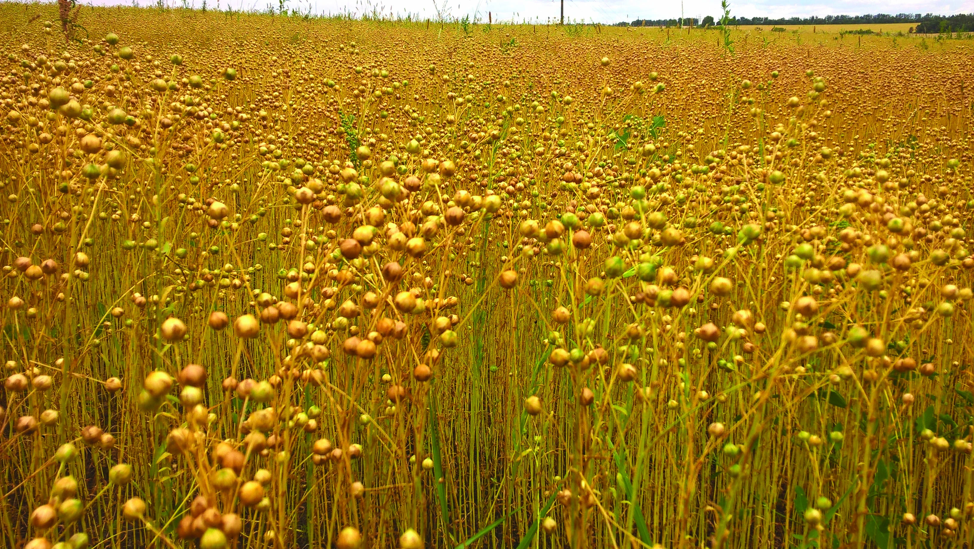 Linseed