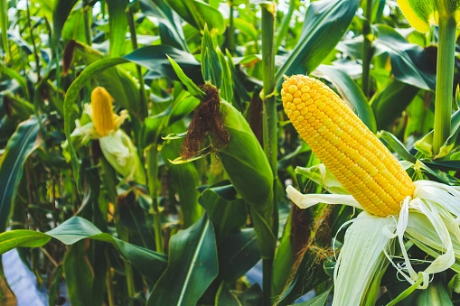 Maize