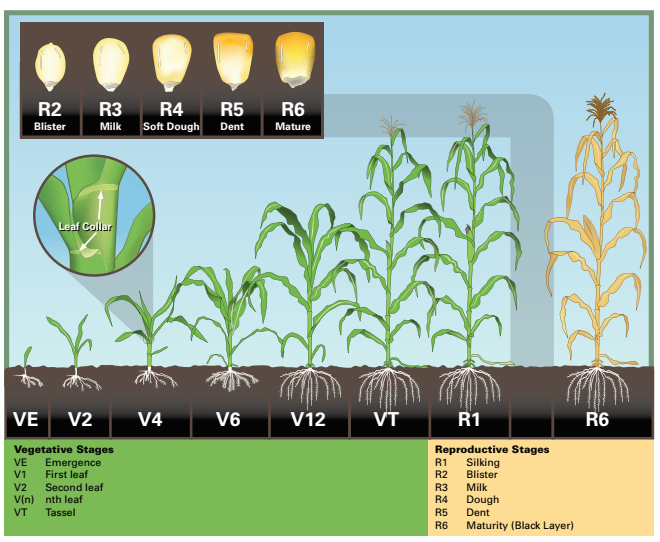 Maize Field