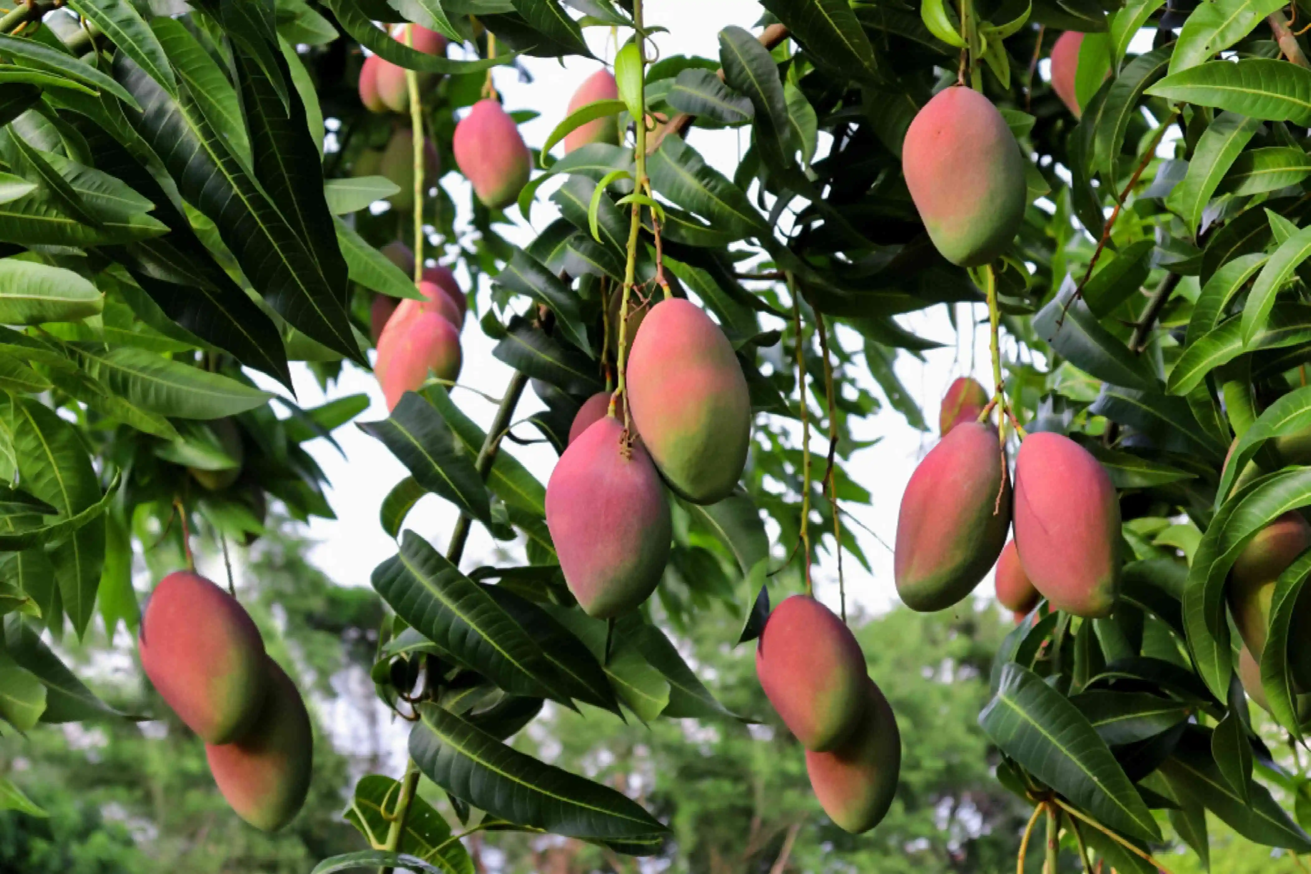 Mango