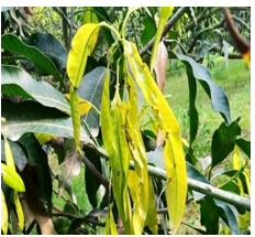 Mango Hopper