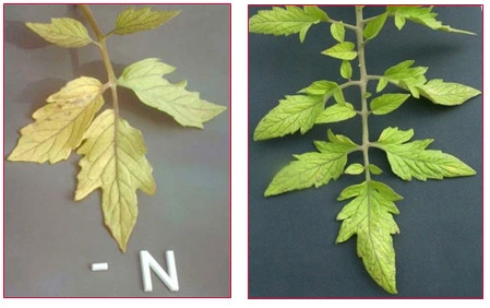 Nitrogen deficiency