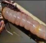 Pink Stem Borer