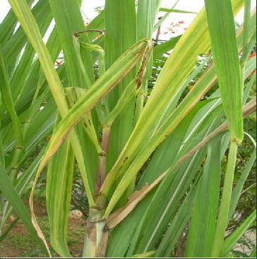 Pokkah Boeng in sugarcane