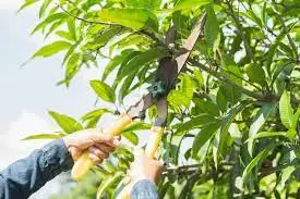 Pruning