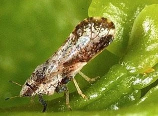 Citrus psylla