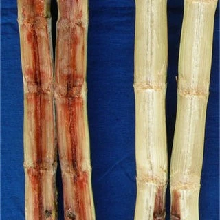 Red rot in sugarcane