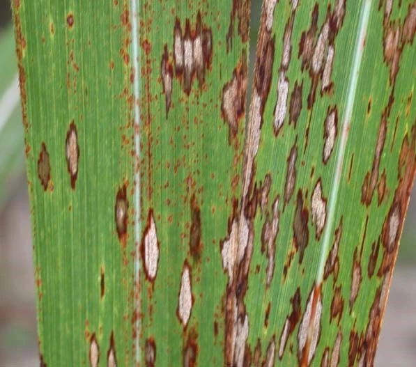 Red Stripe in sugarcane