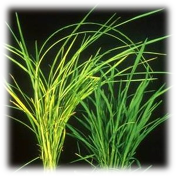 Bakaini Disease