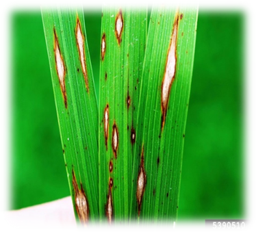 Rice Blast Disease