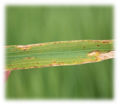 Bacterial Blight of Leaf