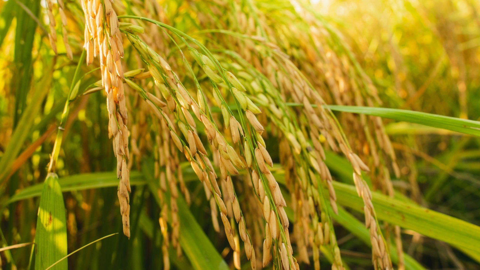 Rice