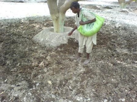Root Development