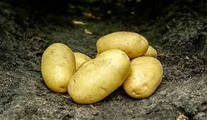 Sadaf potato