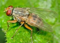 Shoot Fly